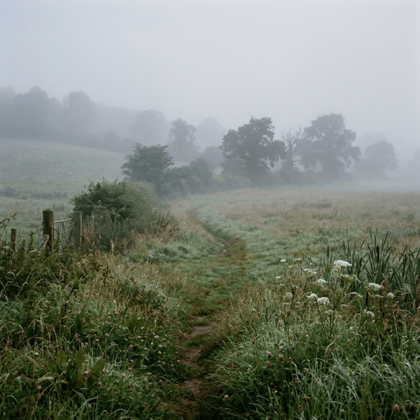Misty footpath winding through a wildflower meadow with distant trees